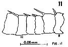 Espèce Eurytemora foveola - Planche 1 de figures morphologiques