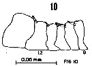 Espèce Eurytemora gracilicauda - Planche 1 de figures morphologiques