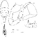 Espèce Eurytemora raboti - Planche 2 de figures morphologiques