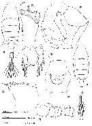 Espèce Eurytemora americana - Planche 3 de figures morphologiques