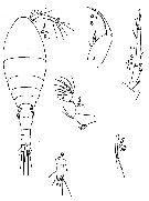 Species Oncaea prolata - Plate 5 of morphological figures