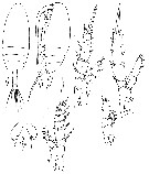 Espèce Scolecithricella minor - Planche 14 de figures morphologiques