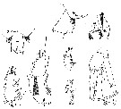 Species Paraeuchaeta austrina - Plate 6 of morphological figures