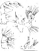 Espce Metridia calypsoi - Planche 2 de figures morphologiques