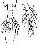 Species Undinula vulgaris - Plate 14 of morphological figures