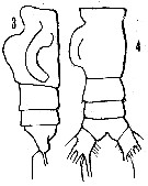Espèce Euchirella pulchra - Planche 12 de figures morphologiques