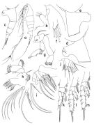 Espèce Paraeuchaeta grandiremis - Planche 1 de figures morphologiques