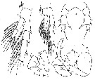 Espèce Eurytemora foveola - Planche 3 de figures morphologiques