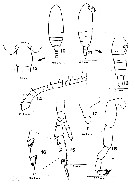Espèce Ctenocalanus tageae - Planche 1 de figures morphologiques