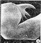 Espèce Ctenocalanus tageae - Planche 2 de figures morphologiques