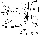 Espèce Monstrilla ghardaqensis - Planche 1 de figures morphologiques