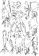 Species Cymbasoma longispinosum - Plate 11 of morphological figures