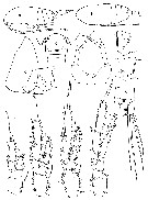 Espèce Paracalanus quasimodo - Planche 1 de figures morphologiques