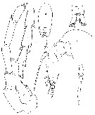Espèce Paracalanus quasimodo - Planche 3 de figures morphologiques