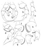 Species Heterorhabdus confusibilis - Plate 2 of morphological figures