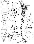 Espèce Labidocera boxshalli - Planche 1 de figures morphologiques