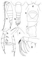 Species Heterorhabdus pacificus - Plate 1 of morphological figures