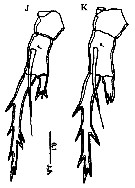 Espèce Pontella karachiensis - Planche 4 de figures morphologiques