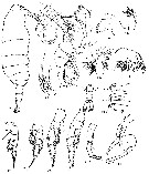 Species Pontella karachiensis - Plate 7 of morphological figures