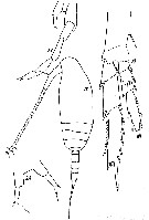 Espèce Paracalanus indicus - Planche 16 de figures morphologiques