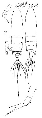 Espèce Rhincalanus rostrifrons - Planche 3 de figures morphologiques