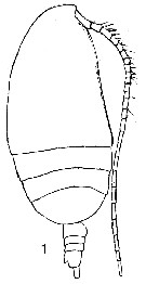 Species Acrocalanus gracilis - Plate 6 of morphological figures