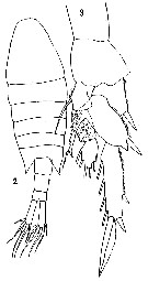 Espèce Centropages orsinii - Planche 5 de figures morphologiques