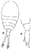 Espèce Temora turbinata - Planche 15 de figures morphologiques