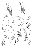 Espèce Labidocera acuta - Planche 13 de figures morphologiques