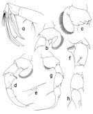 Species Heterorhabdus paraspinosus - Plate 2 of morphological figures
