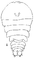 Espèce Sapphirina opalina - Planche 8 de figures morphologiques