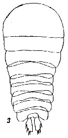 Espèce Sapphirina nigromaculata - Planche 8 de figures morphologiques