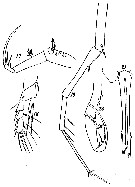 Espèce Copilia mirabilis - Planche 5 de figures morphologiques