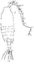 Species Candacia bipinnata - Plate 18 of morphological figures