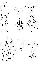 Espce Centropages australiensis - Planche 6 de figures morphologiques