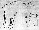 Espce Centropages australiensis - Planche 7 de figures morphologiques
