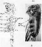 Espèce Paraeuchaeta elongata - Planche 8 de figures morphologiques