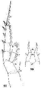Espèce Tortanus (Atortus) recticaudus - Planche 1 de figures morphologiques
