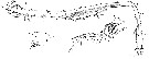 Espèce Tortanus (Atortus) recticaudus - Planche 2 de figures morphologiques