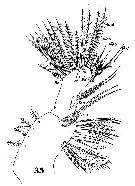 Espèce Parapontella brevicornis - Planche 12 de figures morphologiques