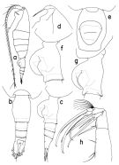 Espèce Heterorhabdus americanus - Planche 1 de figures morphologiques