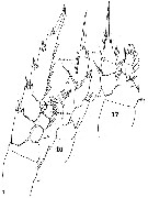 Espèce Lucicutia ovalis - Planche 11 de figures morphologiques