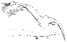 Espèce Euaugaptilus filigerus - Planche 14 de figures morphologiques