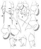 Espèce Heterorhabdus americanus - Planche 2 de figures morphologiques