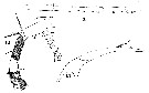 Espèce Euaugaptilus squamatus - Planche 4 de figures morphologiques