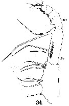 Espèce Euaugaptilus squamatus - Planche 5 de figures morphologiques