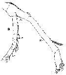 Espèce Euaugaptilus hecticus - Planche 9 de figures morphologiques