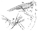 Espèce Euaugaptilus hecticus - Planche 11 de figures morphologiques