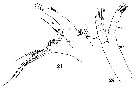 Espèce Euaugaptilus bullifer - Planche 11 de figures morphologiques
