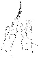 Espèce Euaugaptilus filigerus - Planche 19 de figures morphologiques